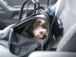 September 15, 2004  Just picked up Viggo.  Viggo's birthday:  06/11/2004