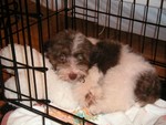 Is this really my very own cage?