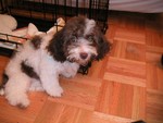 Where are the other puppies I used to live with?