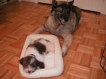 Bamse and Viggo