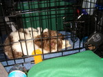 Viggo in the cage in the car on the way to Florida