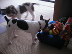 Doggie sofa full of toys
