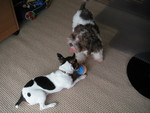 Playing with a ball