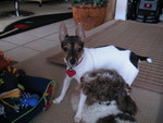 Viggo having a little snack of Rat Terrier leg