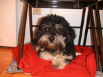 Jeepers on his blanket under the chair.