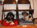 Jeepers and Viggo on their beds