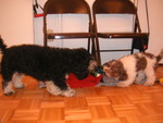 Tug-of-war
