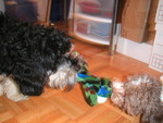 Tug-of-war