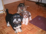 Jeepers, Viggo and Bamse (front to back)